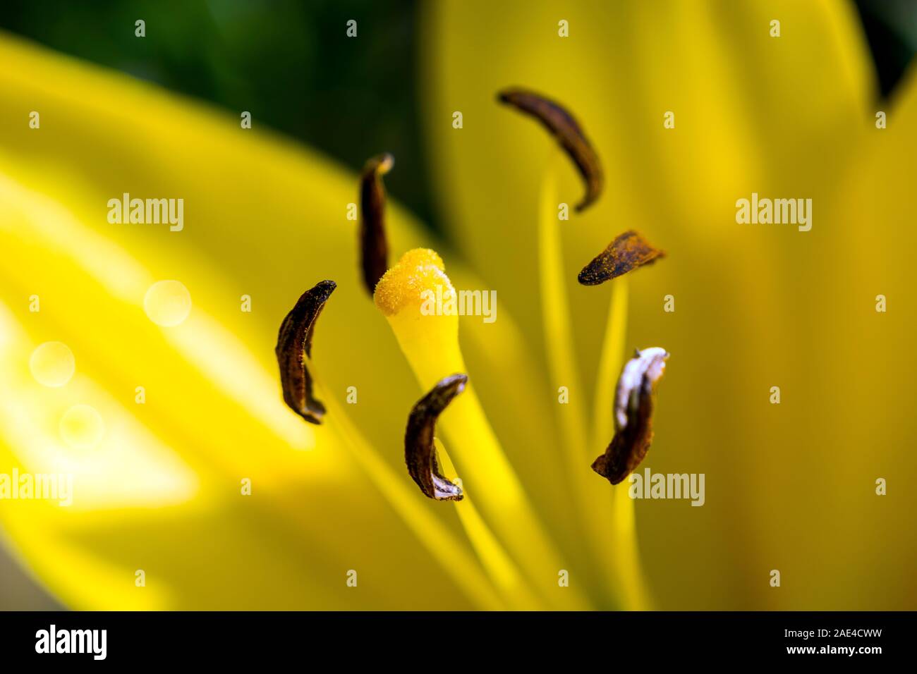 Lily yellow flower, closeup Stock Photo