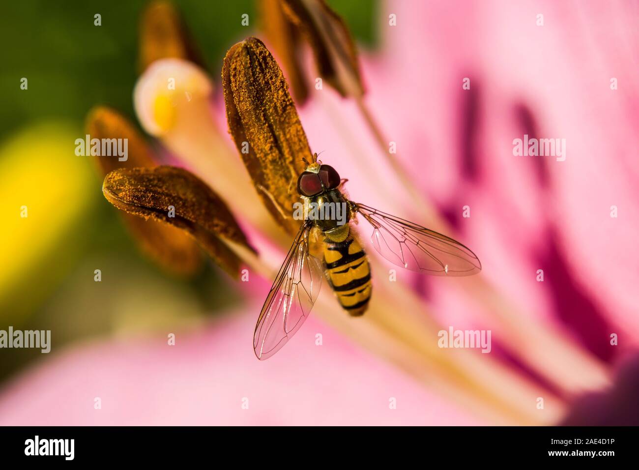 Hoverfly in the flower Stock Photo
