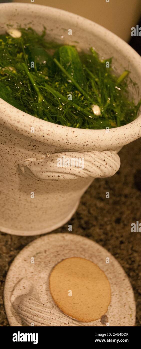 Making Pickles in a Crock Stock Photo Alamy