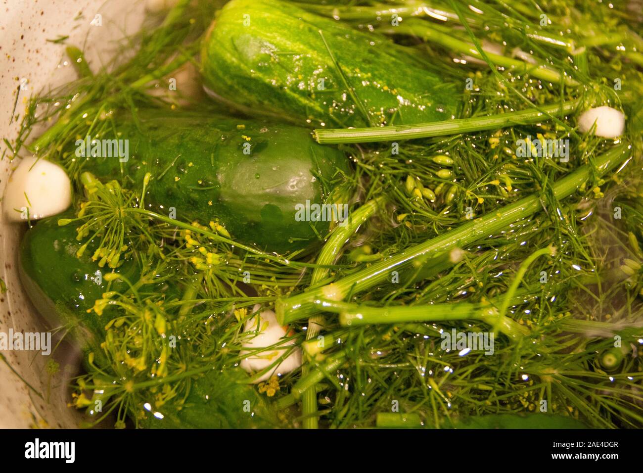 Making Pickles in a Crock Stock Photo Alamy