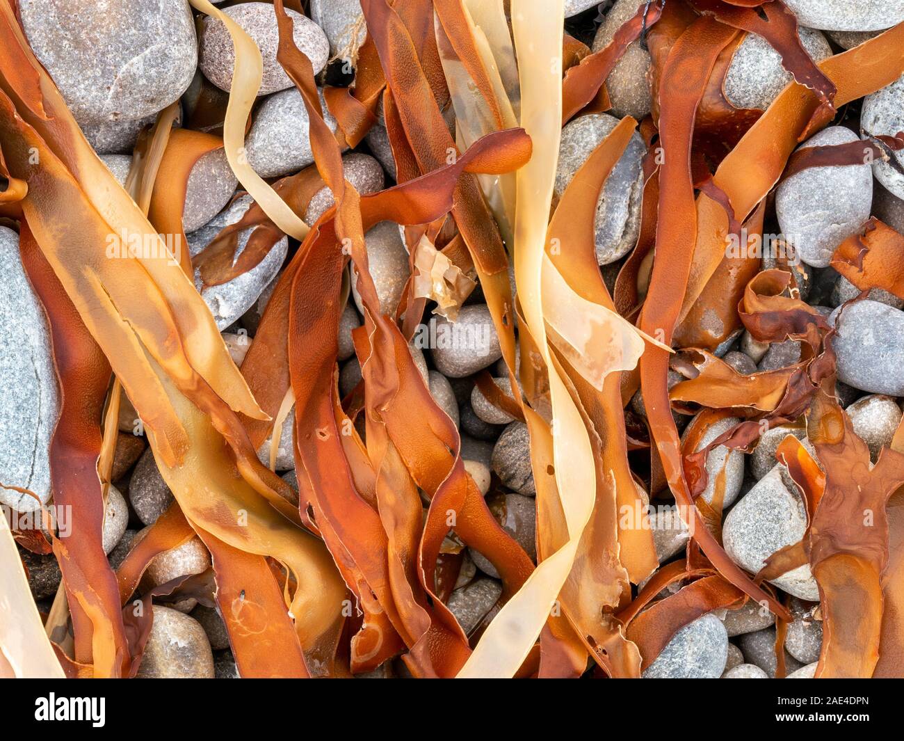 Yellow seaweed hires stock photography and images Alamy