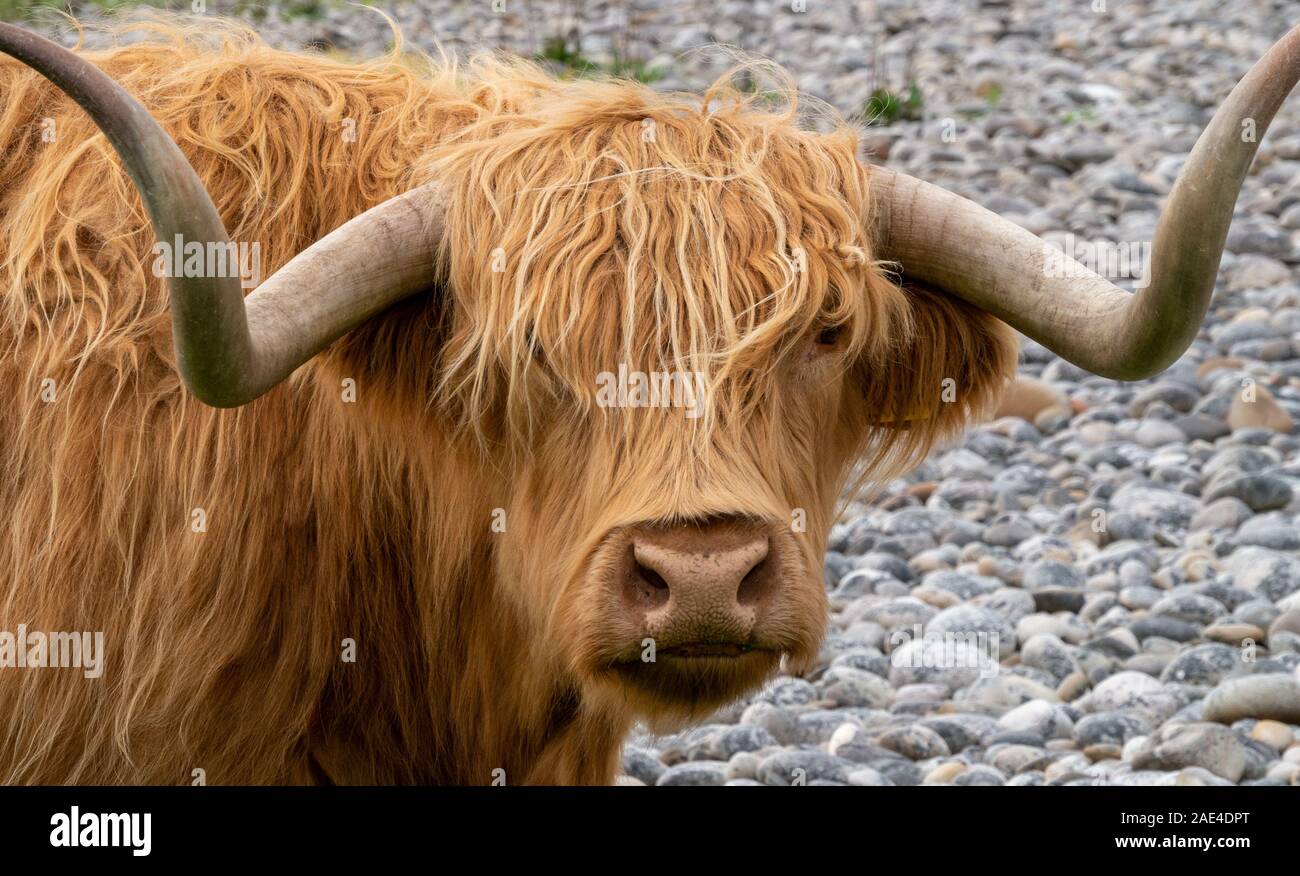 Closeup of brown, long haired, Highland Cow with horns on pebble beach, Uragaig, Isle of Colonsay, Scotland, UK Stock Photo