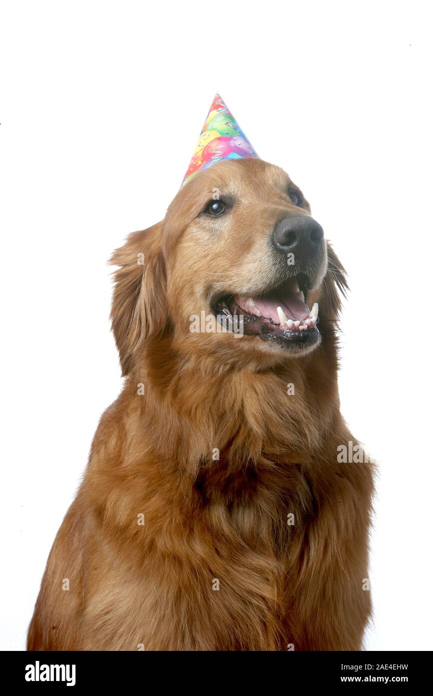 Golden retriever dog birthday party hi-res stock photography and images ...