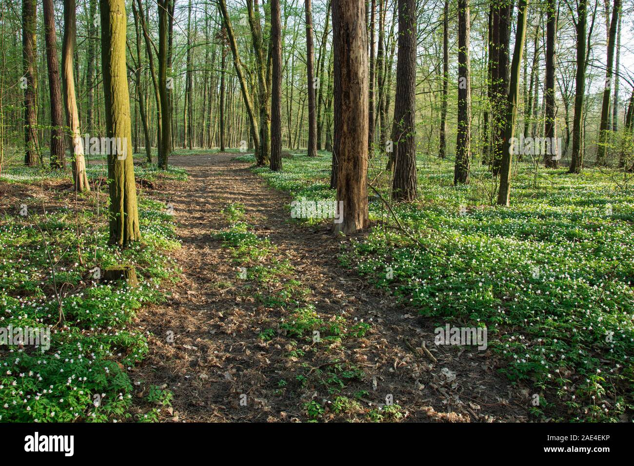 Road through a blooming green forest - view on a spring sunny day Stock ...