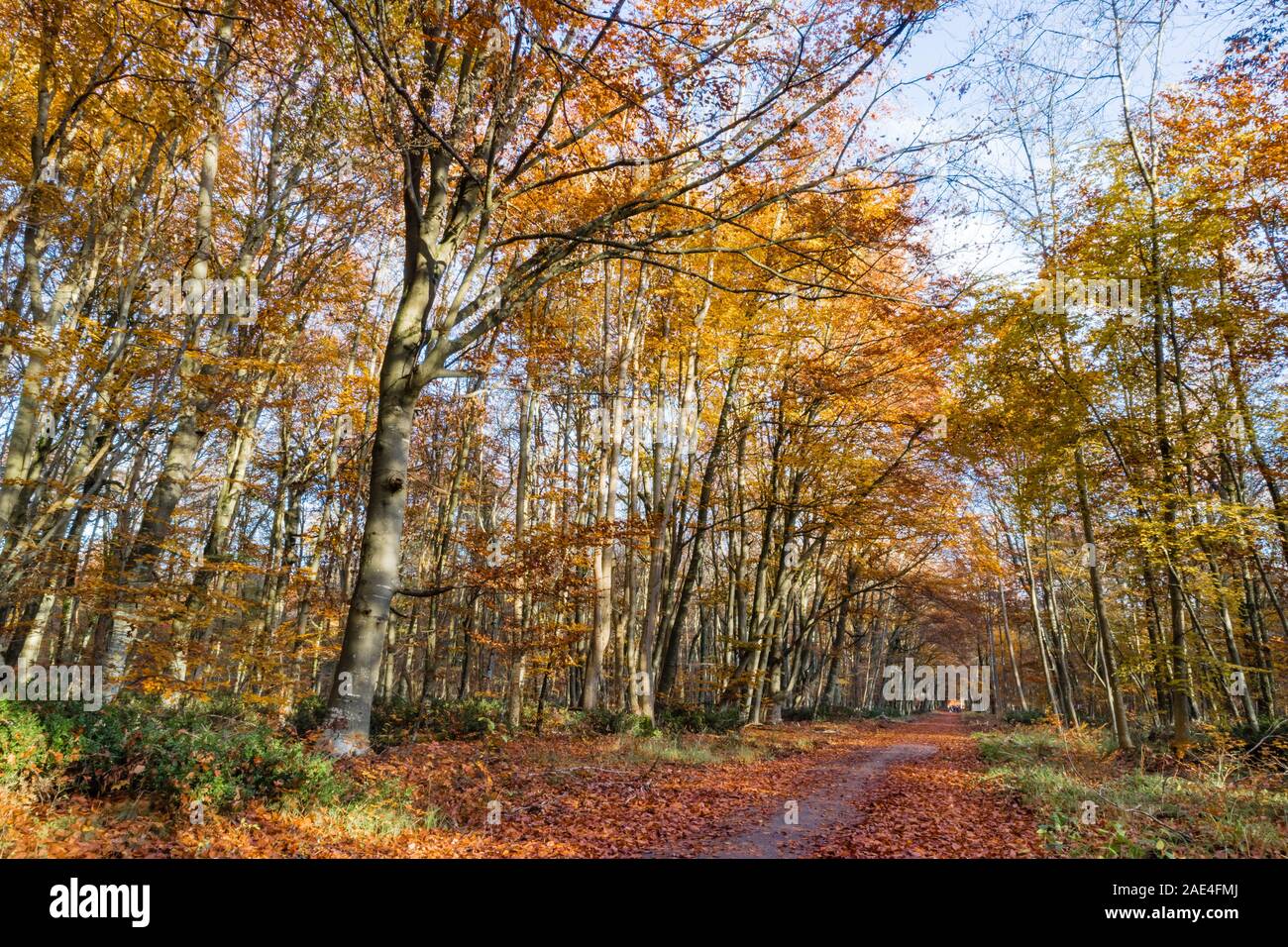 Walking at Autumn in the Fontainebleau Forest near Paris Stock Photo