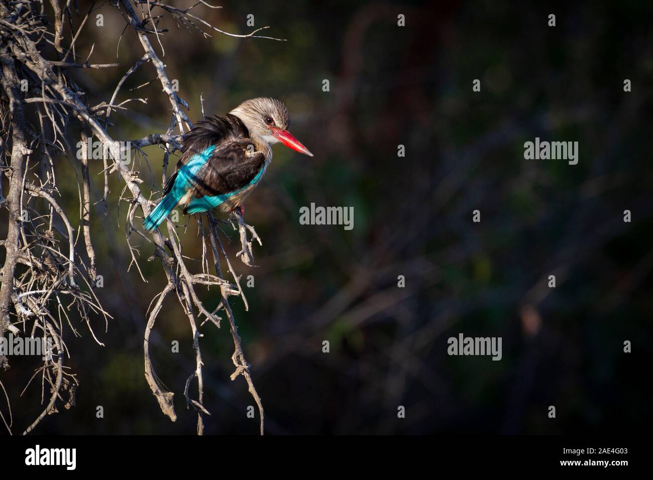 Brown Hooded Kingfisher, Halcyon albiventris, in the early morning light at the  Simbavati  Hiilltop Lodge, Simbavati Game Reserve, South Africa Stock Photo