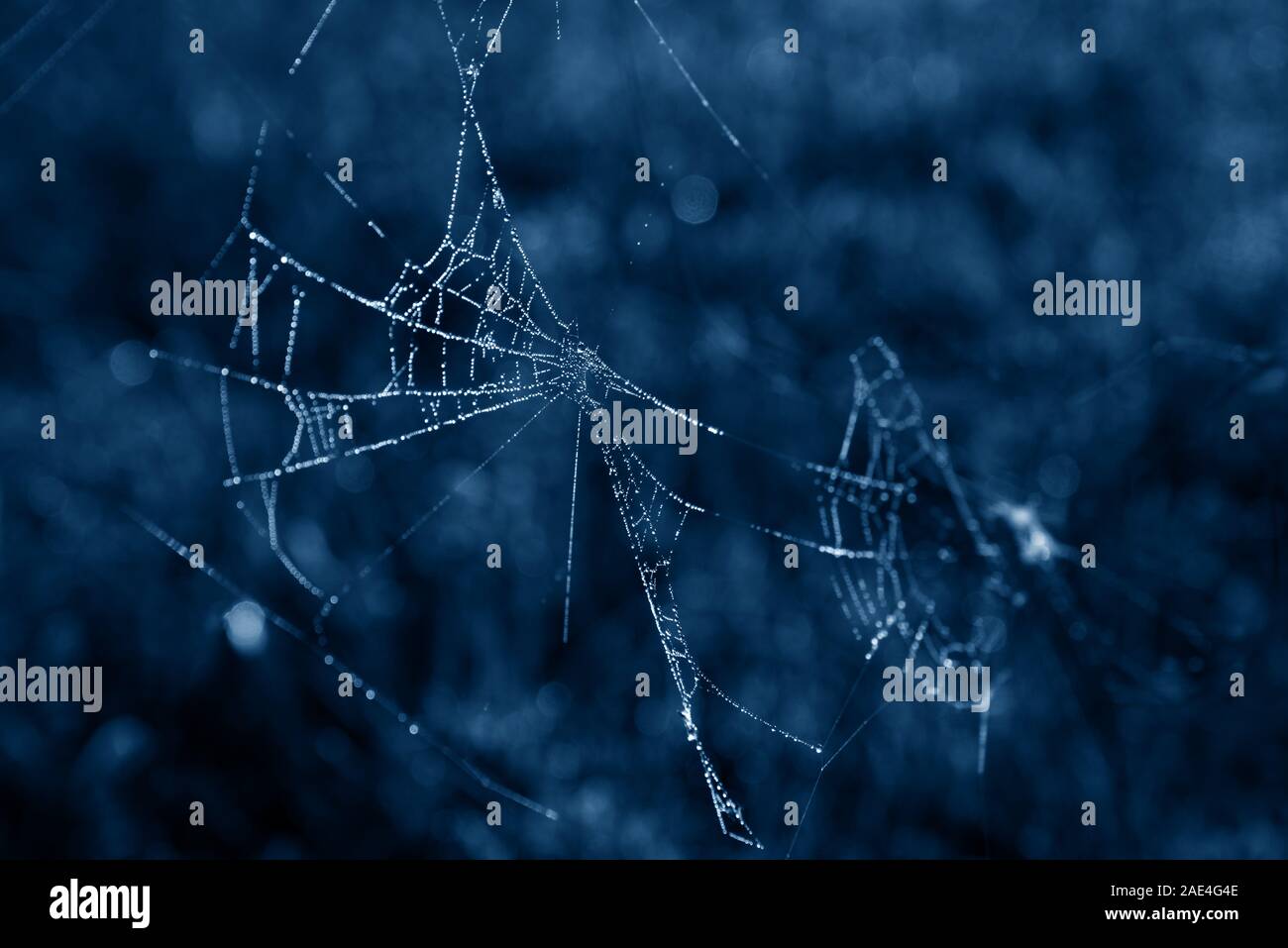 Spider web with dew drops in a trendy blue tone. Stock Photo