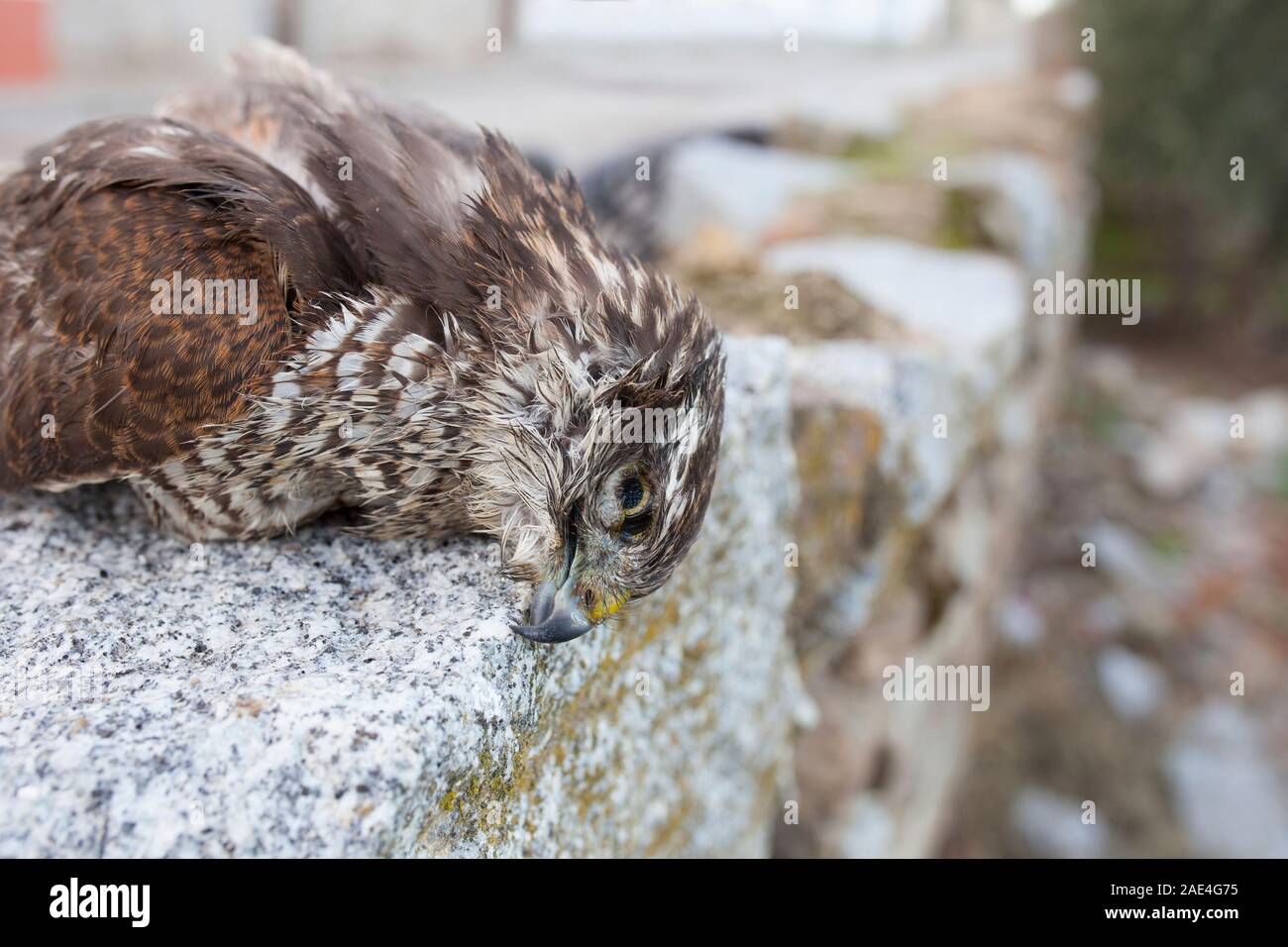 Wild bird of prey dead after being shot near village. Female sparrowhawk Stock Photo