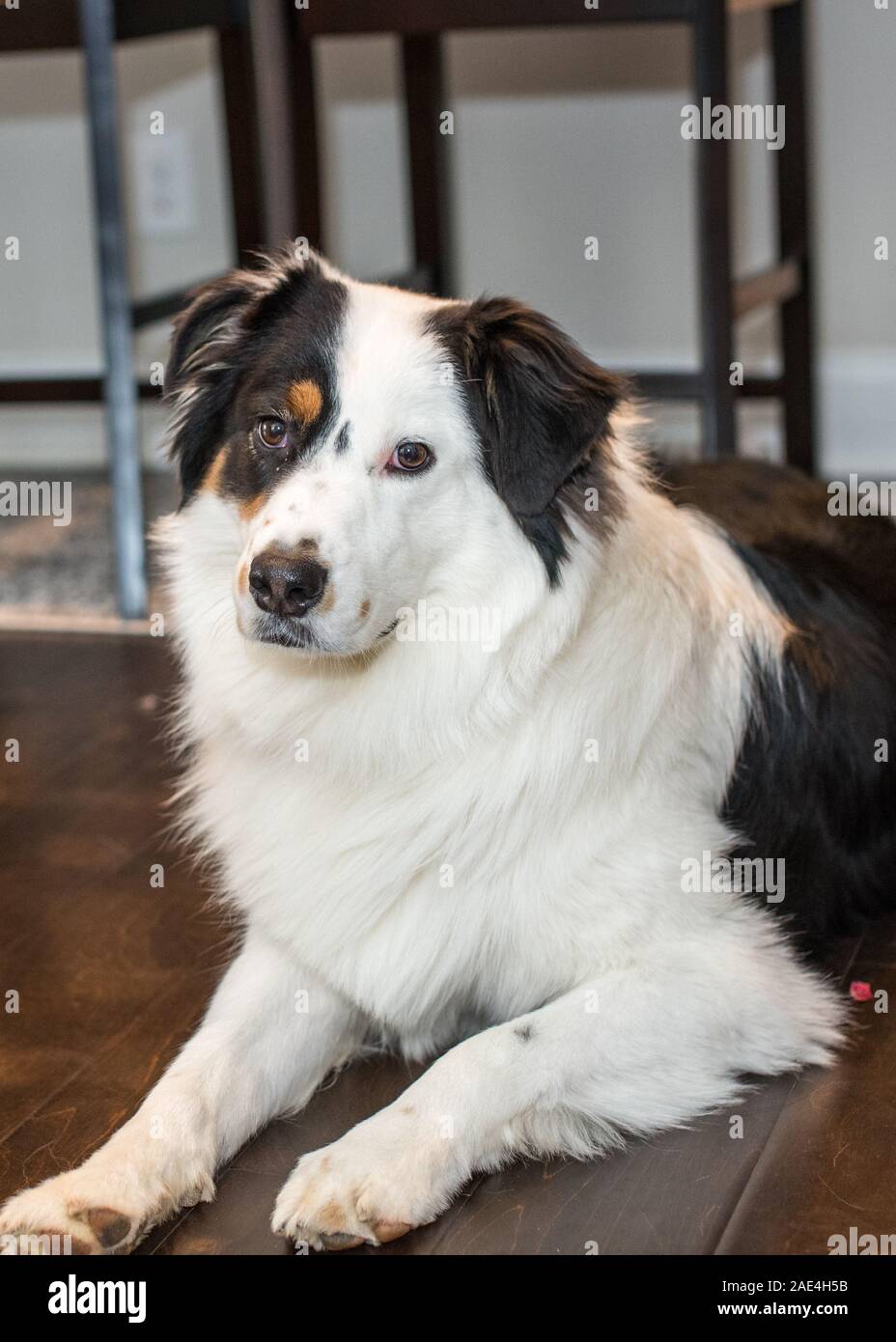 Dog Border Collie / adult (red merle) standing in a meadow Stock Photo -  Alamy