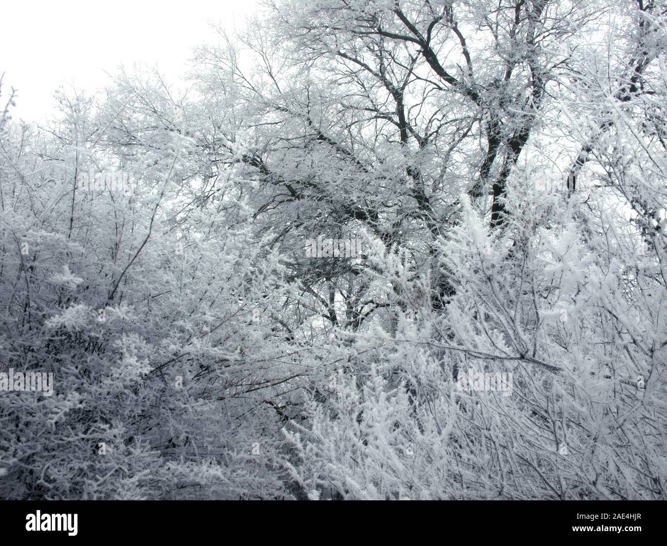 frozen trees  in the winter nature, freezing crystals on the trees branches Stock Photo