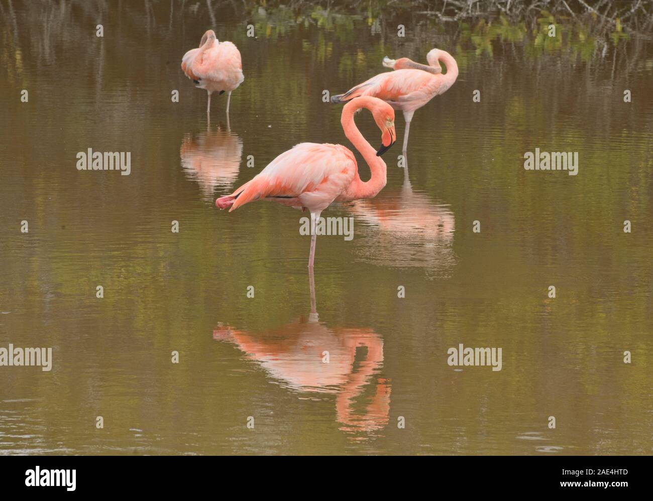 Flamingo reflections, Galapagos Islands, Ecuador Stock Photo