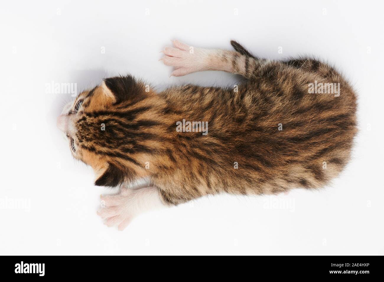 Small baby brown cat isolated above top view Stock Photo