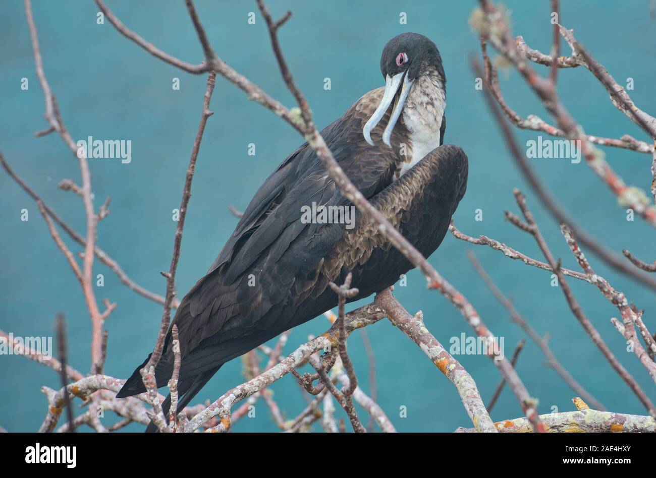 Magnificent frigatebird (Fregata magnificens) female, Isla San Cristobal, Galapagos Islands, Ecuador Stock Photo