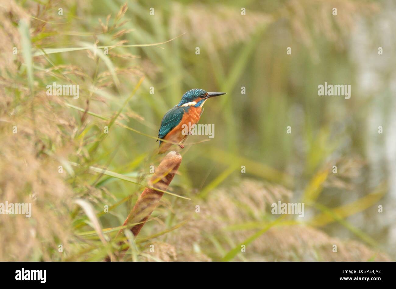 Common Kingfisher on a bulrush. Lee Valley, Hertfordshire, England. Stock Photo