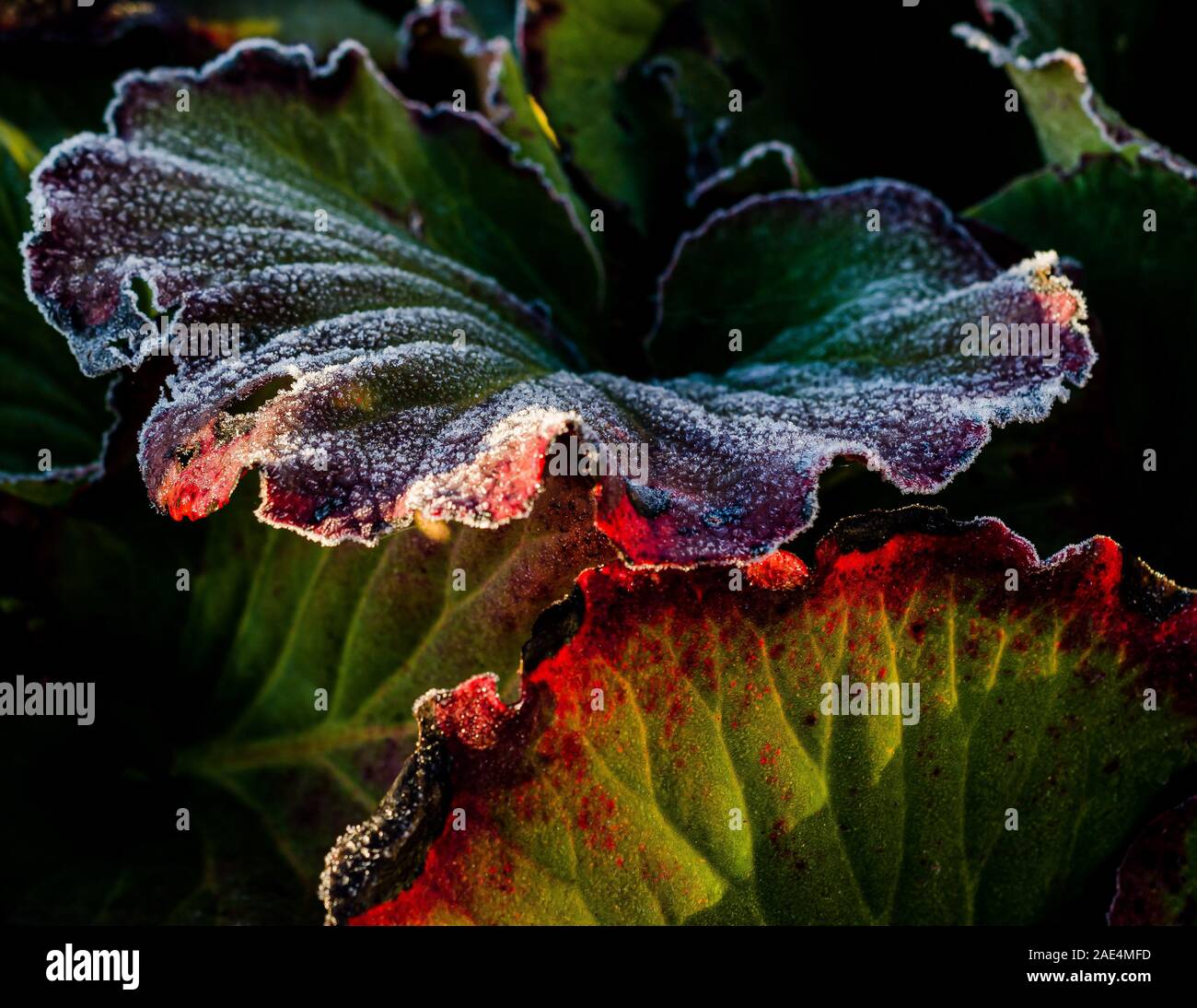 Frosted Bergenia leaves in winter Stock Photo
