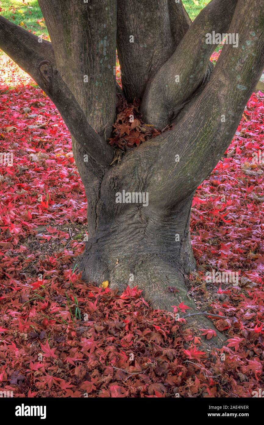 Colorful leaves falling from a specimen maple tree in autumn Stock Photo