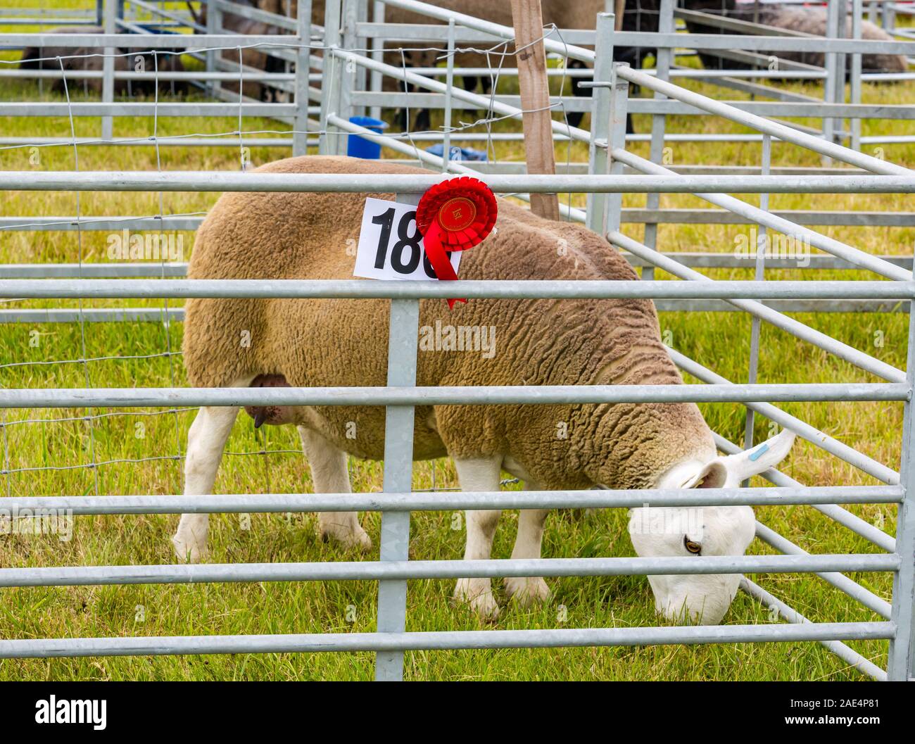 Sheep in pen with first place ribbon at judging, Haddington Agricultural Show, East Lothian, Scotland, UK Stock Photo