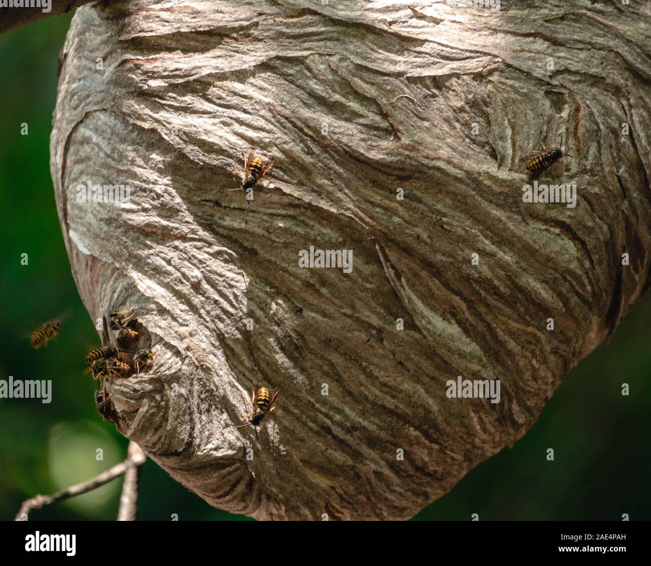 Large paper nest in trees covered with bees Stock Photo