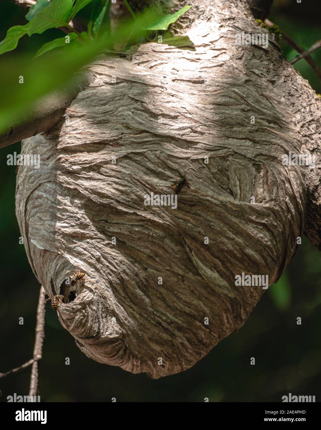 Huge bee hive built around tree branch Stock Photo Alamy
