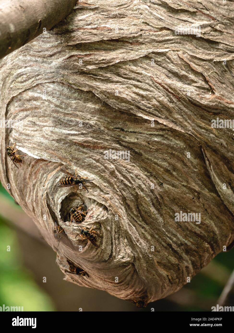 Bee hive hanging from tree hires stock photography and images Alamy