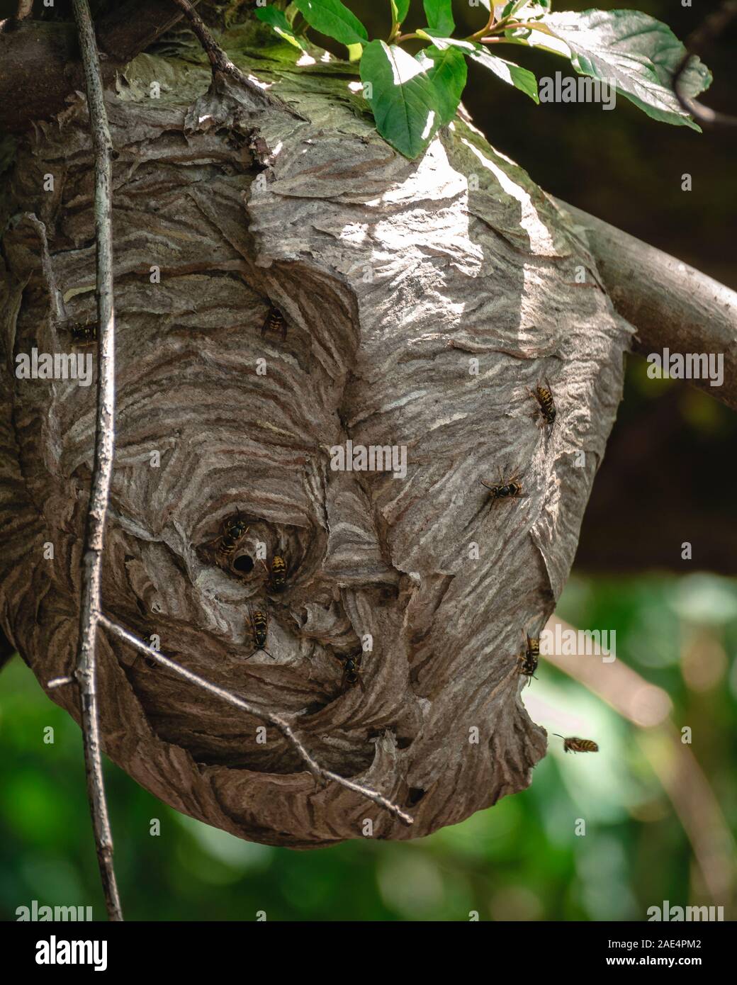 Bees flying into hole of large hive hanging in trees Stock Photo Alamy