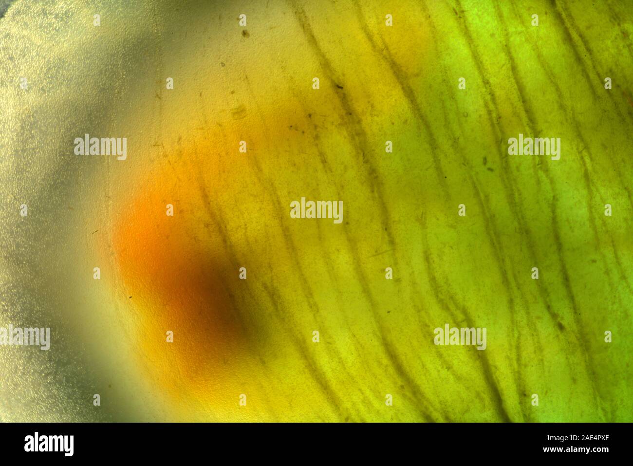 Ascidiacea (commonly known as the ascidians or sea squirts) is a paraphyletic class in the subphylum Tunicata of sac-like marine invertebrate filter Stock Photo