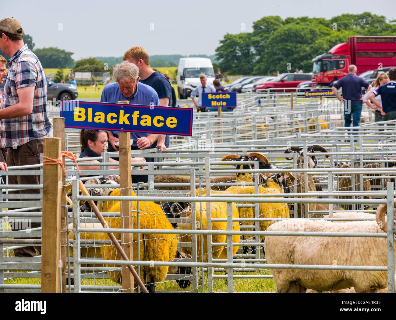 Scottish blackface sheep in pens at judging, Haddington Agricultural Show, East Lothian, Scotland, UK Stock Photo