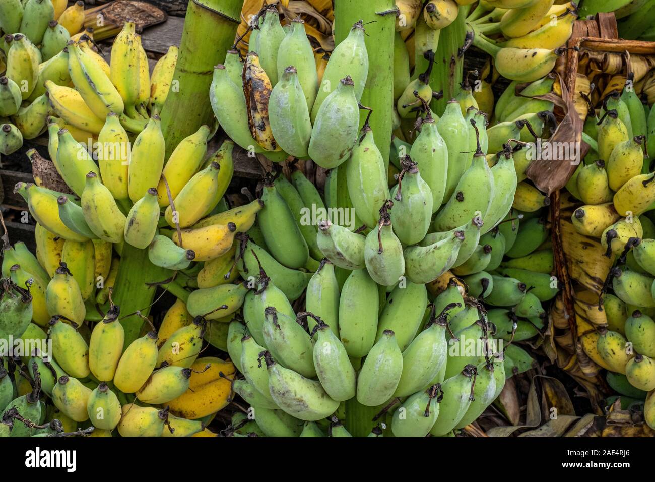 Array of bananas in a colourful pattern found for sale in a railroad market in Mandalay, Myanmar (Burma) Stock Photo