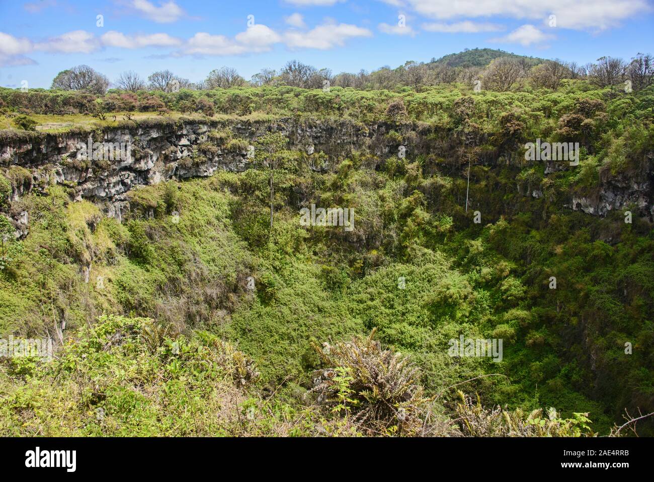 Los Gemelos volcanic sinkholes and Scalesia giant daisy trees, Galapagos Islands, Ecuador Stock Photo