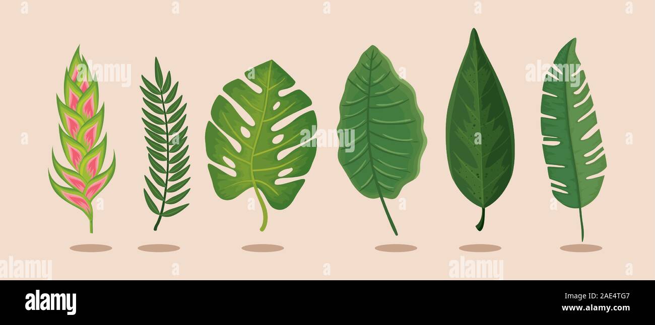 set of flower heliconia with leafs isolated icon Stock Vector Image ...