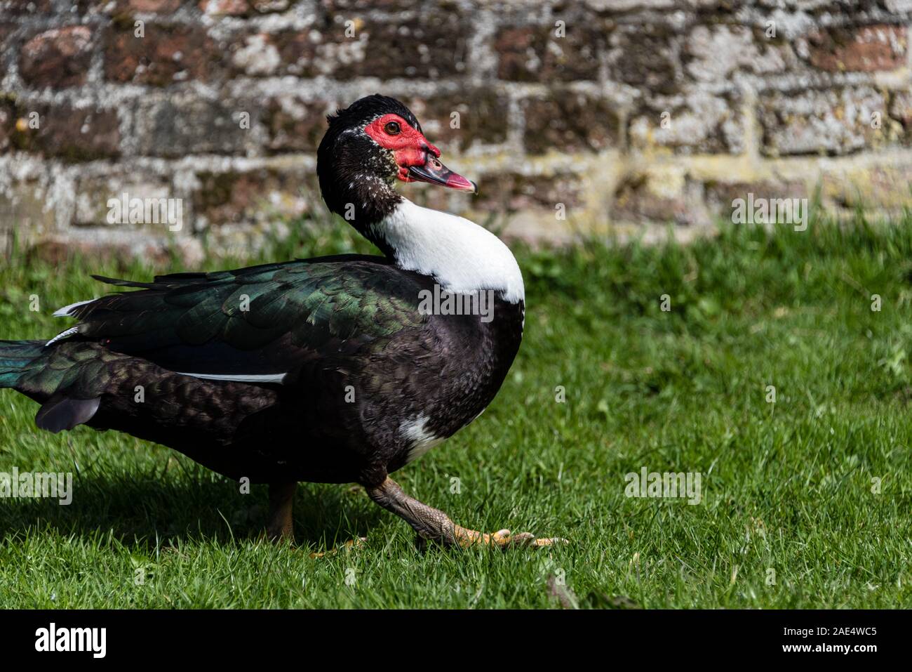 close up portrait of a Muscovy duck Stock Photo