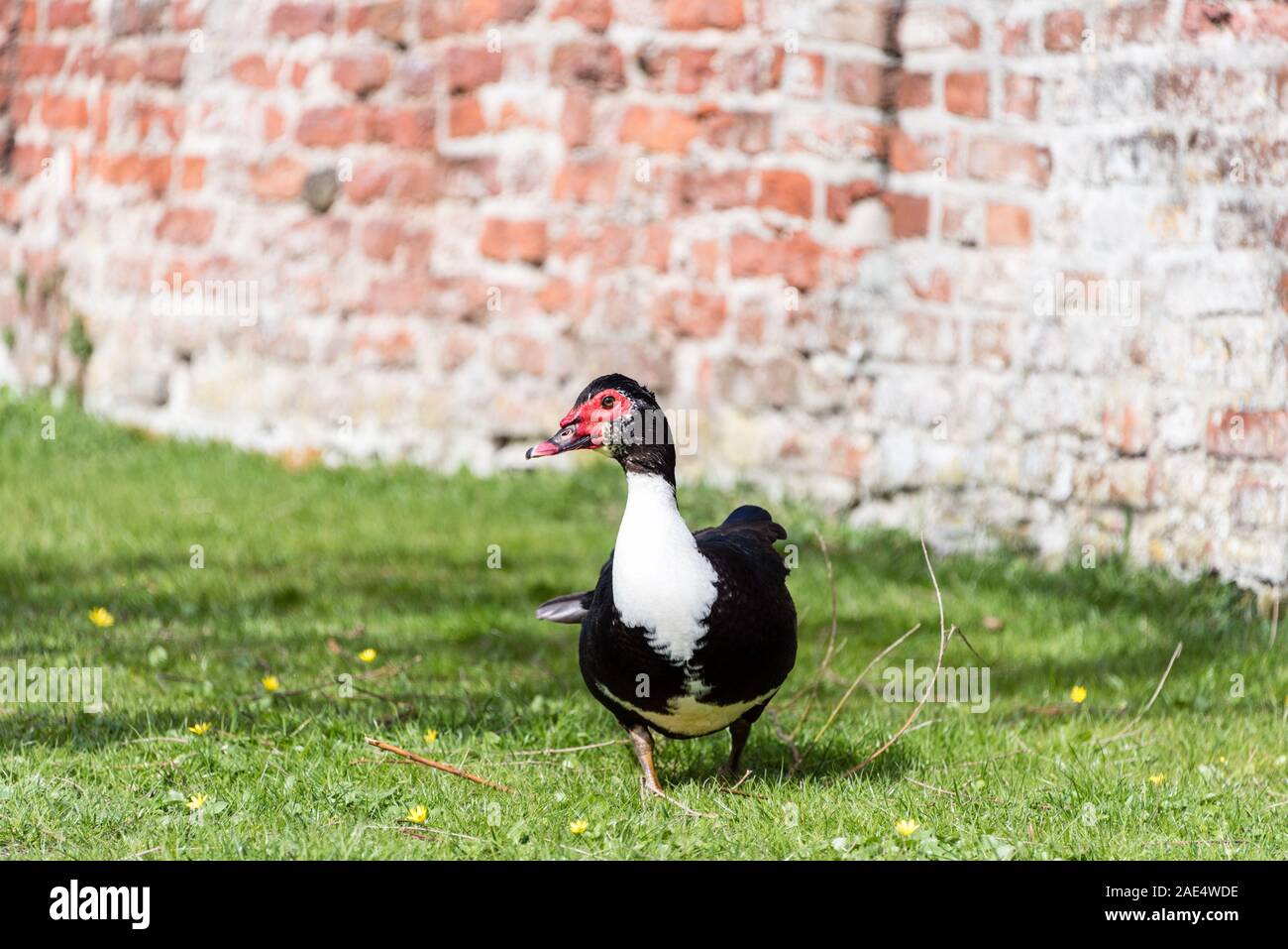close up portrait of a Muscovy duck Stock Photo