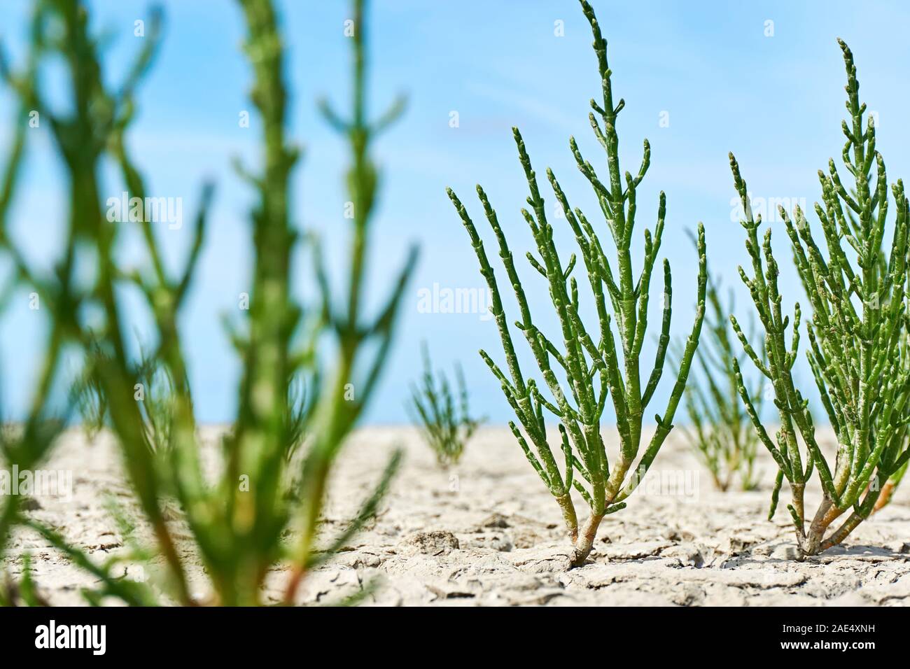Green samphire or salicornia plants in cracked tan coloured clay at the seashore of the Wadden Sea The Netherlands at low tide under a blue sky. Stock Photo
