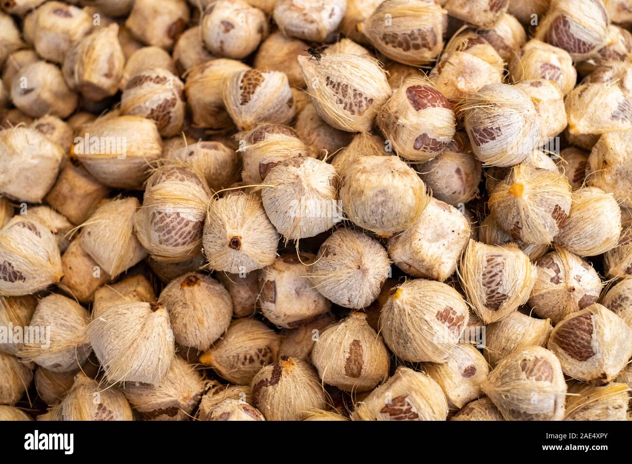 Betel nut or areca nut (paan) from the areca palm found arranged artfully in a Burmese market in Mandalay, Myanmar (Burma) Stock Photo