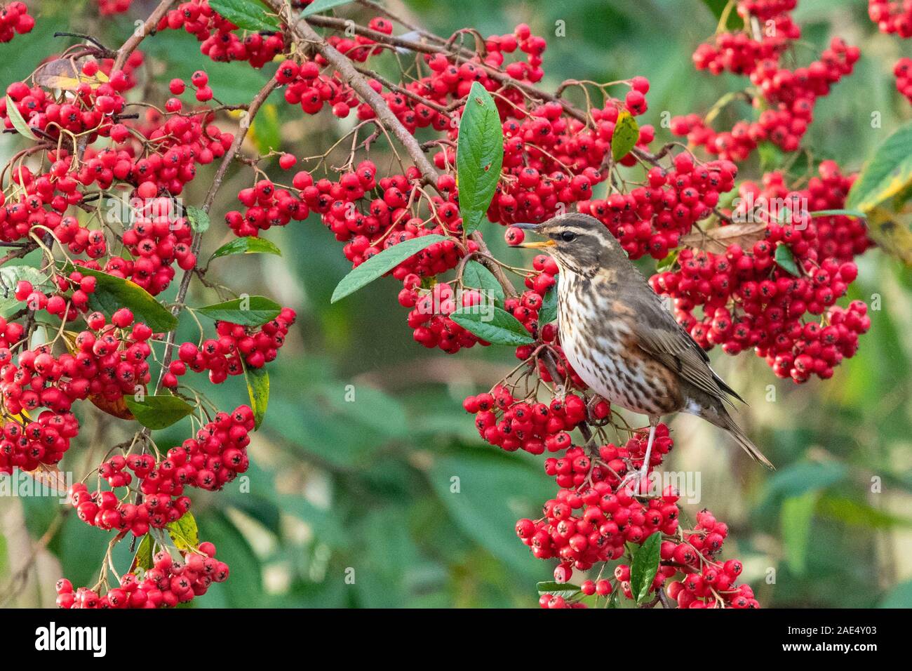 Killearn, Stirlingshire, Scotland, UK. 6th Dec, 2019. UK weather - a Redwing feeding on a large crop of cotoneaster berries in a Stirlingshire garden on a damp showery day. Redwings overwinter in the UK feeding on fruit and berries, and once the fruit is finished, they move on to more open areas in search of earthworms before leaving the UK in spring for their northern breeding grounds. Credit: Kay Roxby/Alamy Live News Stock Photo