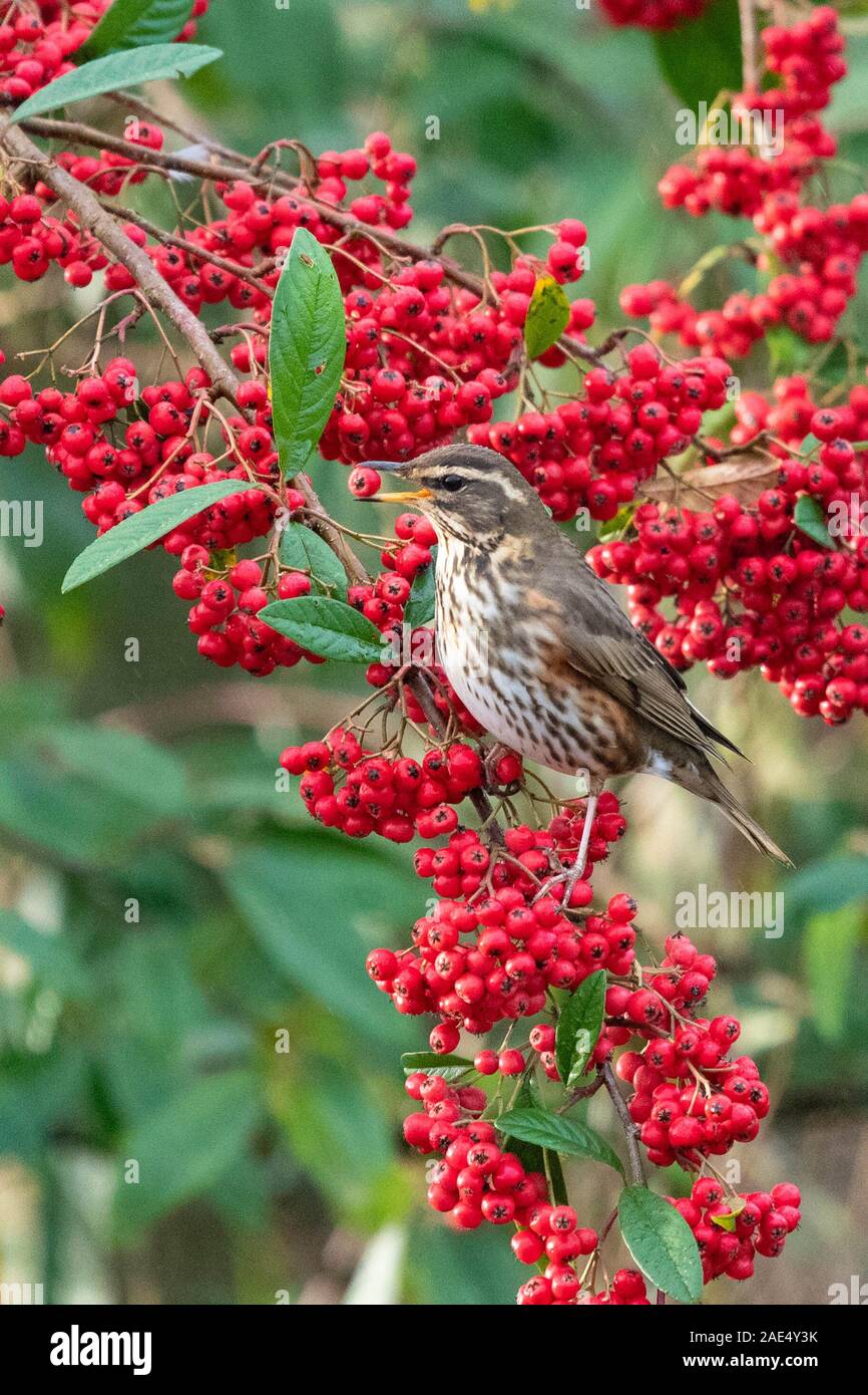 Killearn, Stirlingshire, Scotland, UK. 6th Dec, 2019. UK weather - a Redwing feeding on a large crop of cotoneaster berries in a Stirlingshire garden on a damp showery day. Redwings overwinter in the UK feeding on fruit and berries, and once the fruit is finished, they move on to more open areas in search of earthworms before leaving the UK in spring for their northern breeding grounds. Credit: Kay Roxby/Alamy Live News Stock Photo