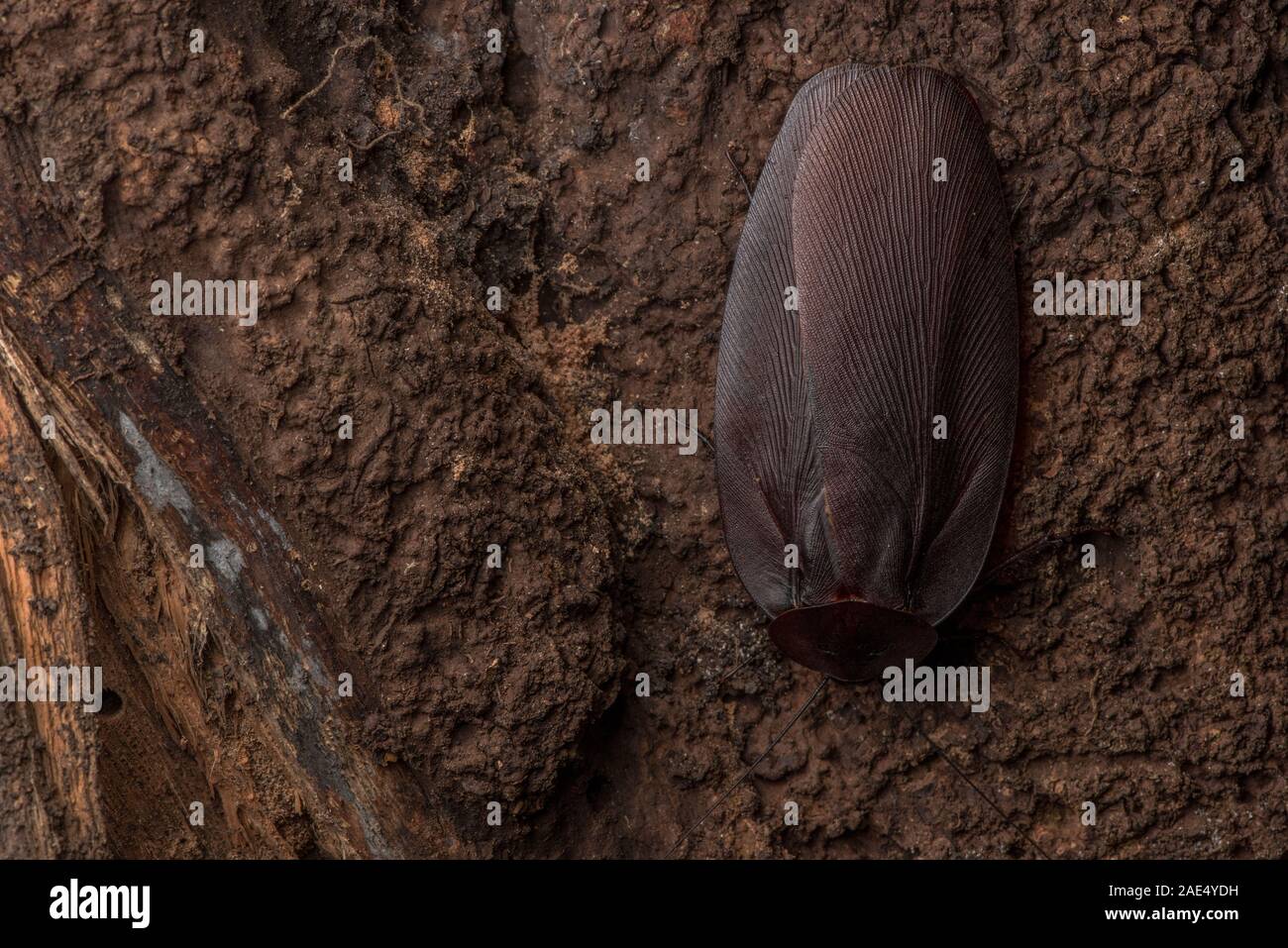 Megaloblatta longipennis, the world