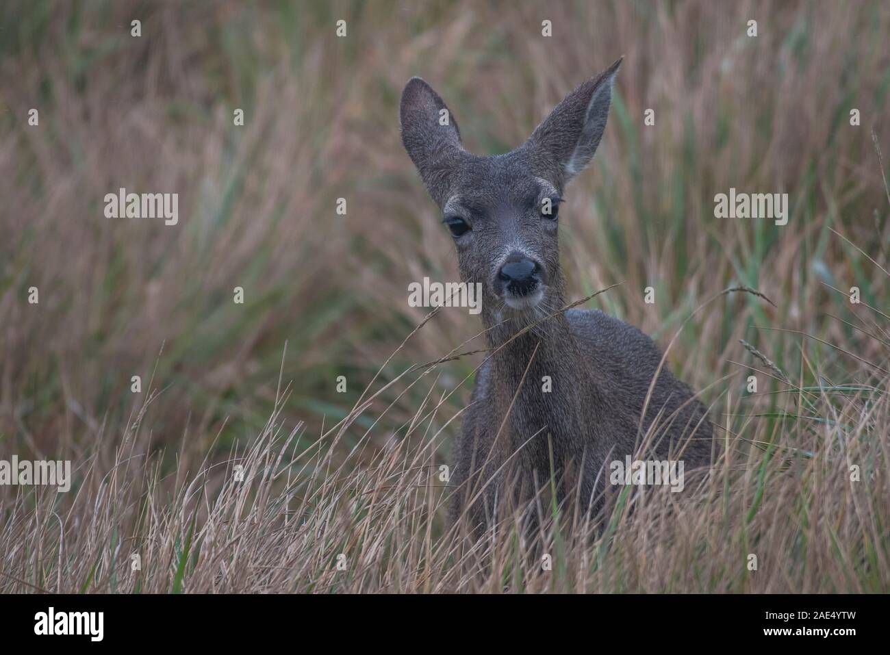 A black tailed deer in the tall grass on a rainy day in Point Reyes on the West Coast of the United States in California. Stock Photo