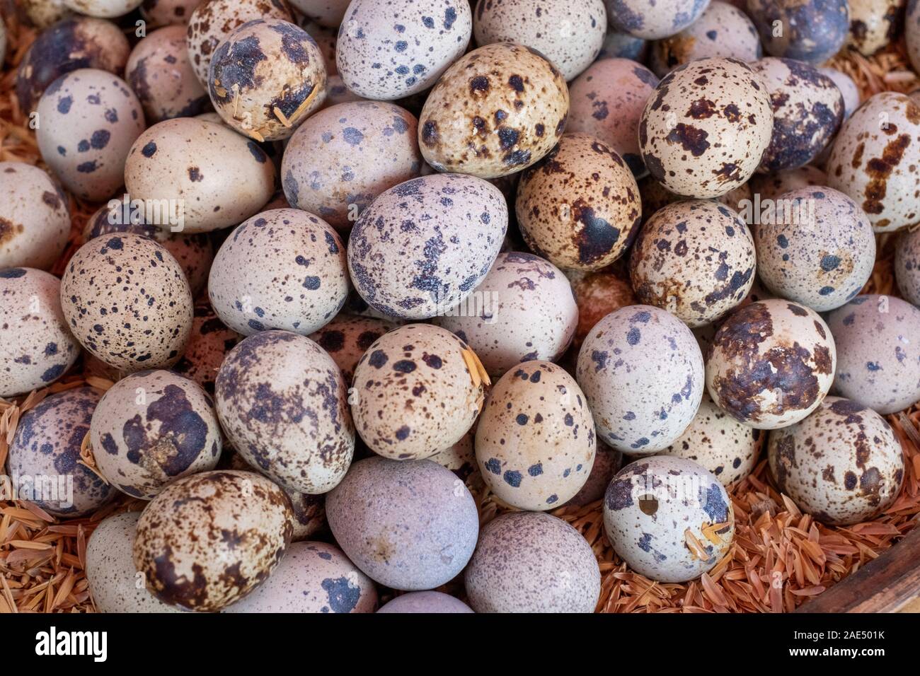 They lay two or three speckled eggs hi res stock photography and images