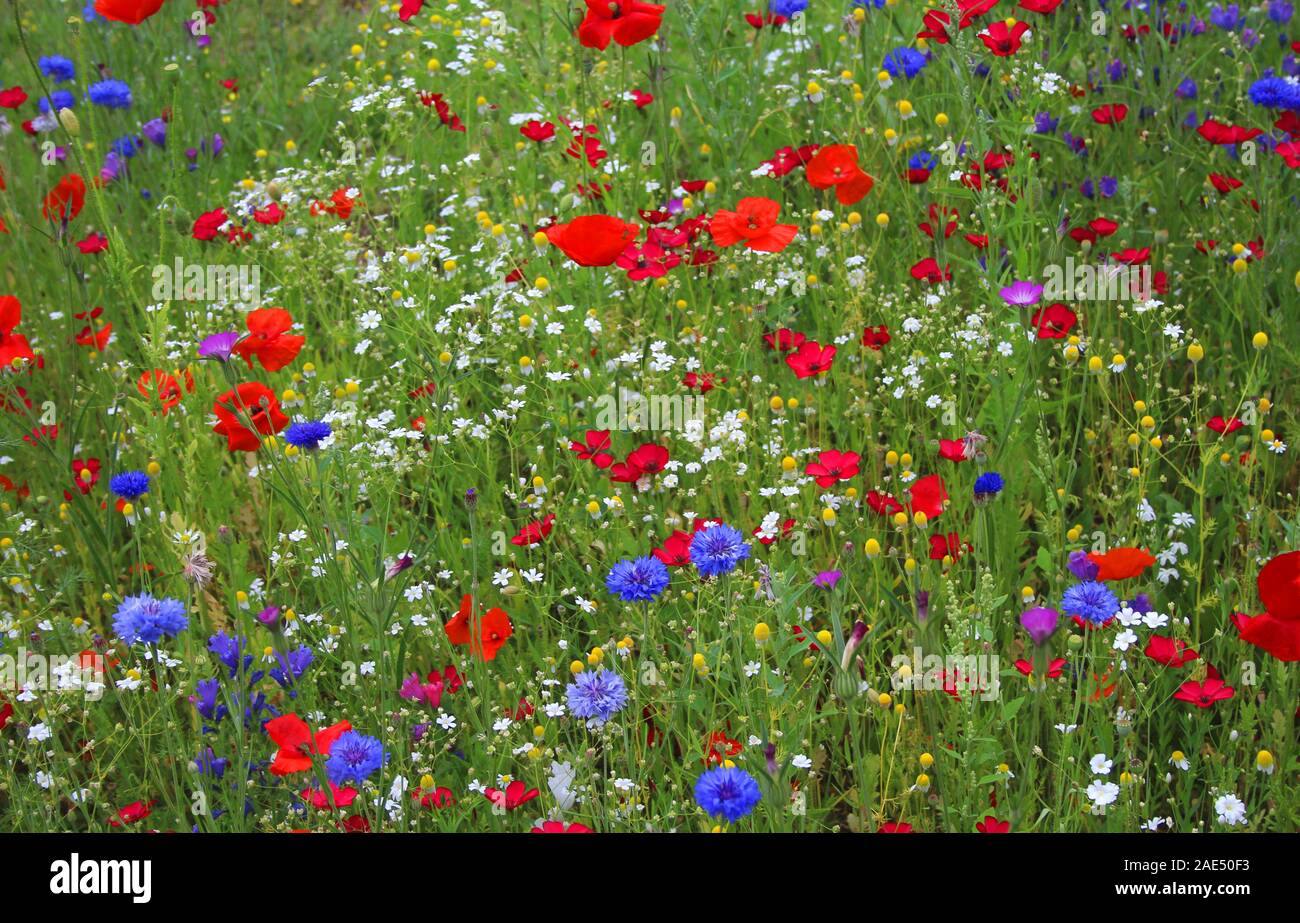 Wild Flowers Roadside High Resolution Stock Photography and Images - Alamy