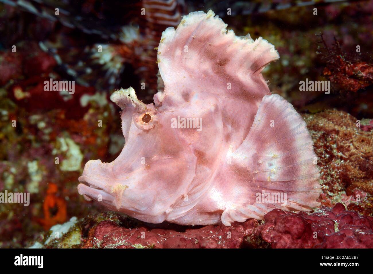 Rhinopia scorpionfish, Padang Bai, Bali, Indonesia Stock Photo