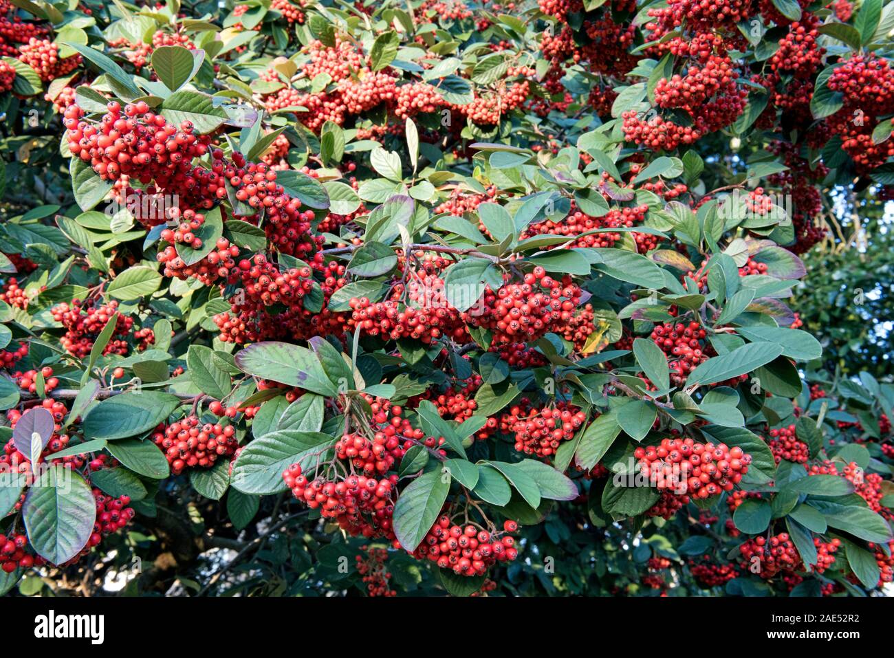 Cotoneaster lacteus with red winter berries.  December Stock Photo