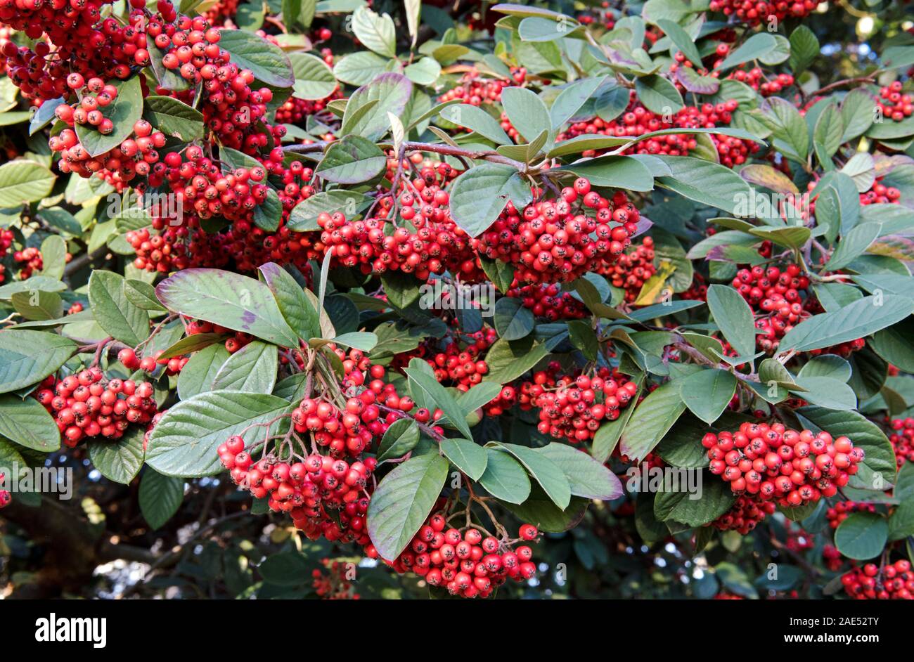 Cotoneaster lacteus with red winter berries.  December Stock Photo