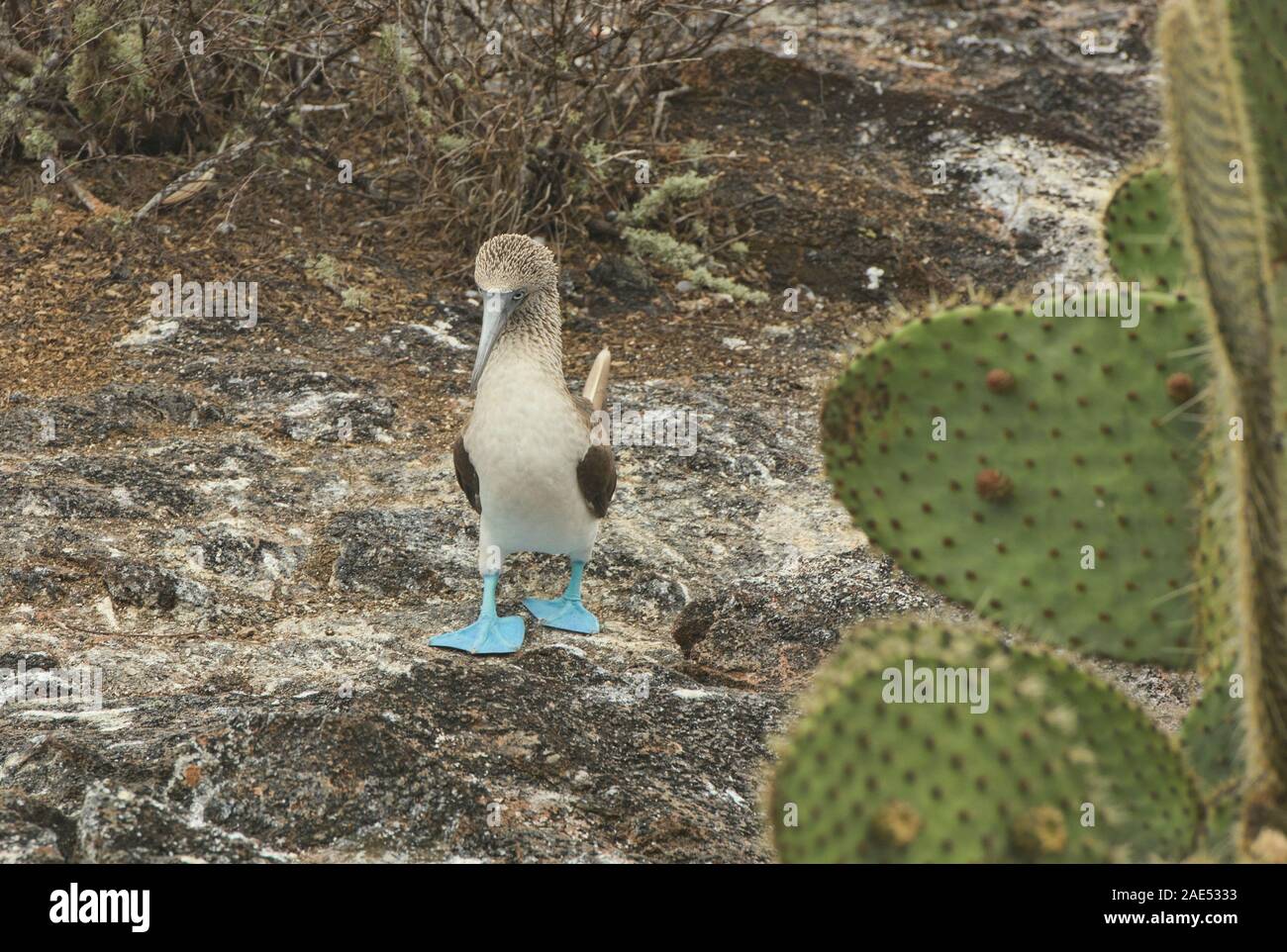 Blue-footed booby (Sula nebouxii), Isla Seymour Norte, Galapagos Islands, Ecuador Stock Photo