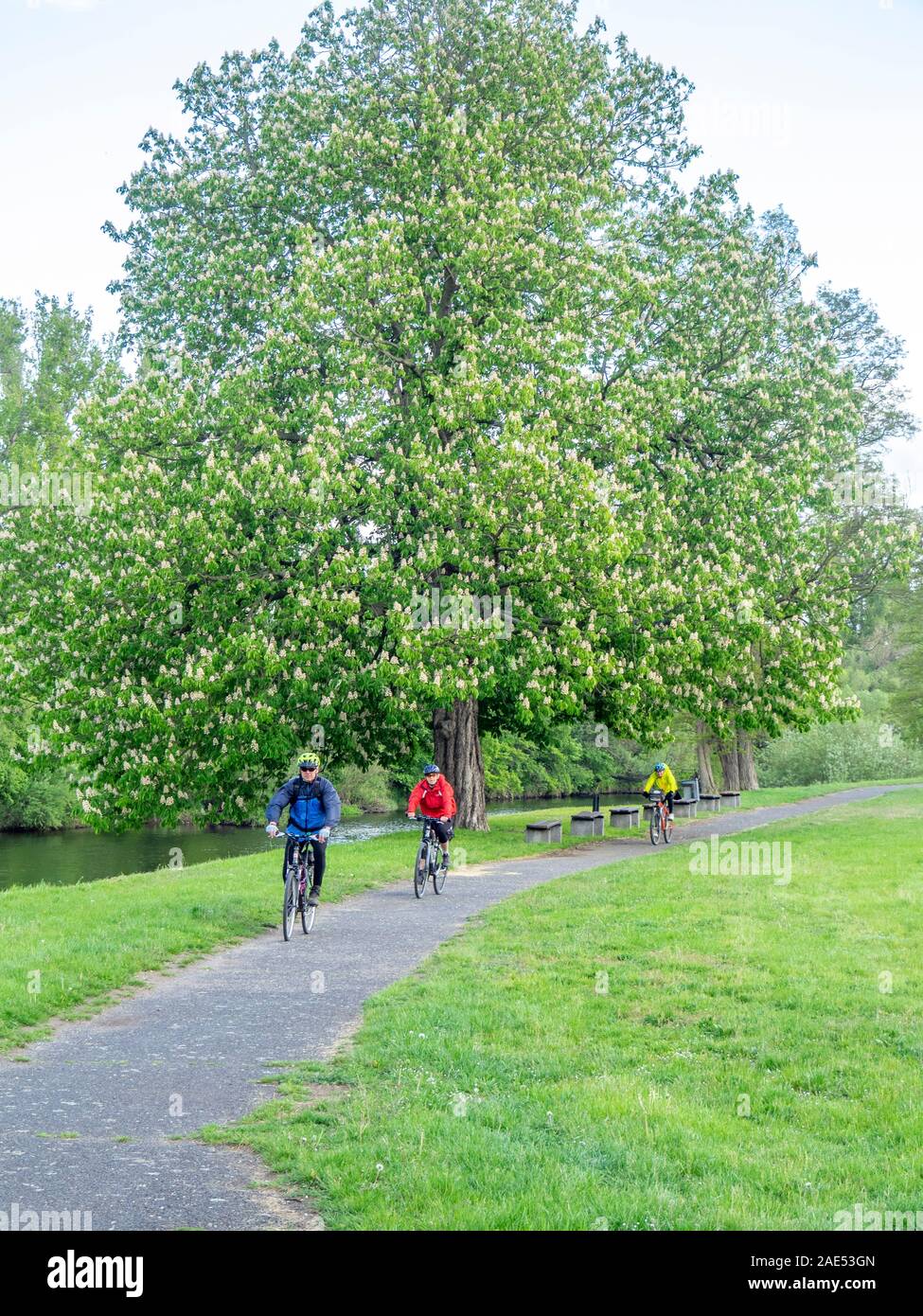 Cyclists riding their bicycles cycling on a bikepath in a park by the Ohře  River (Eger River) Terezin Czech Republic Stock Photo