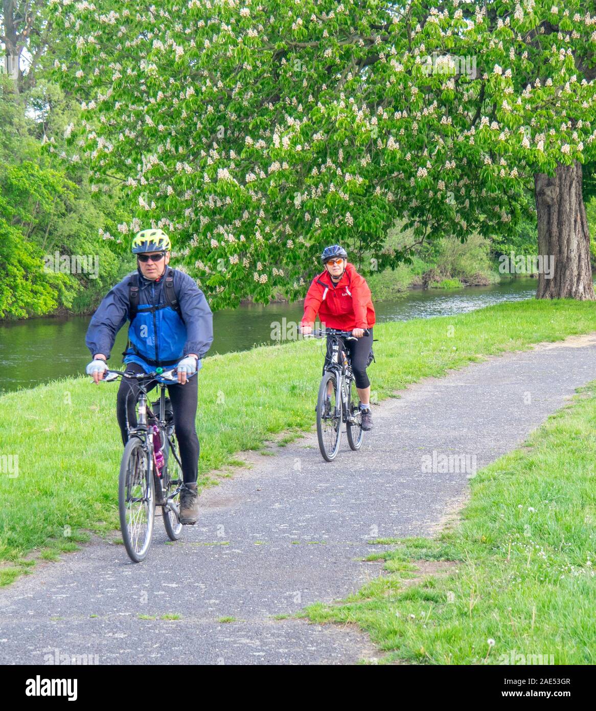 Cyclists riding their bicycles cycling on a bikepath in a park by the Ohře  River (Eger River) Terezin Czech Republic Stock Photo