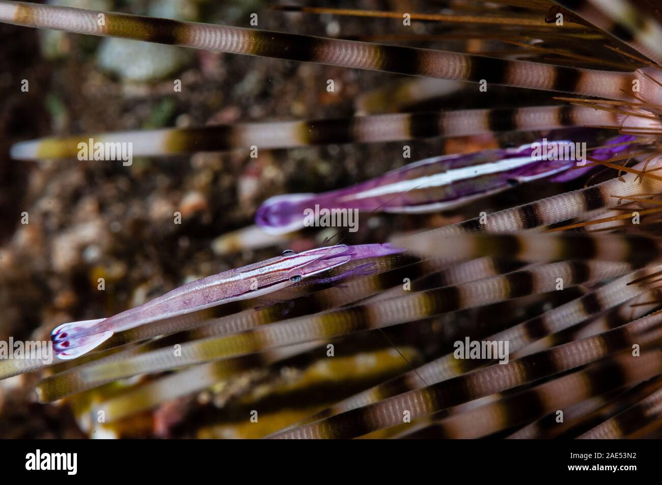Purple Urchin Shrimp, whitestripe urchin shrimp, Stegopontonia commensalis, on a sea urchin, Tulamben, Bali, Indonesia Stock Photo