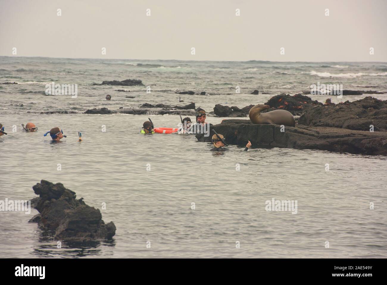 Snorkelling with sea lions at Los Túneles, Isla Isabela, Galapagos Islands, Ecuador Stock Photo