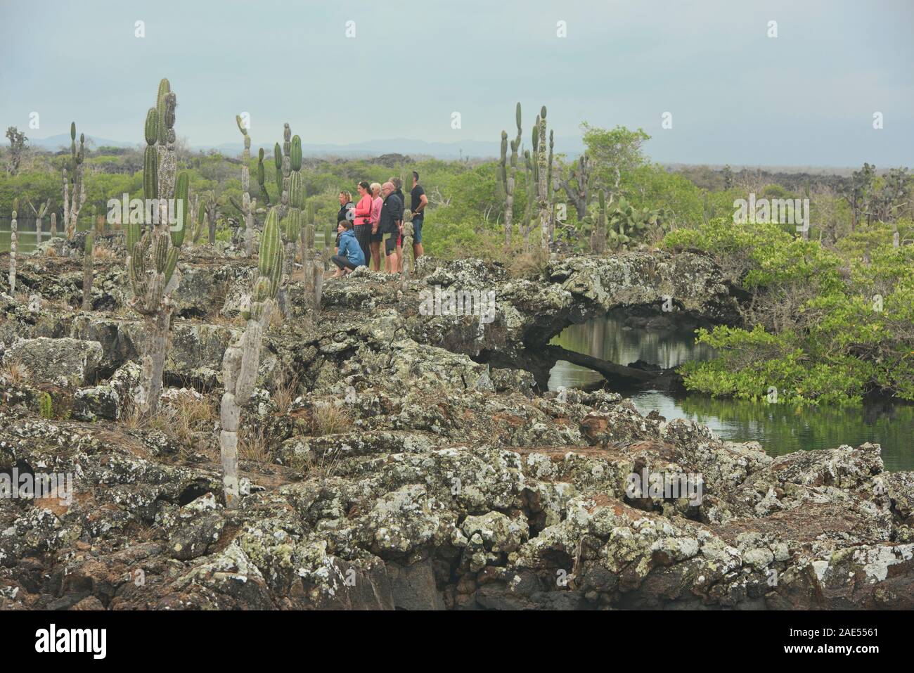 Lava galapagos plant plants hi-res stock photography and images - Alamy