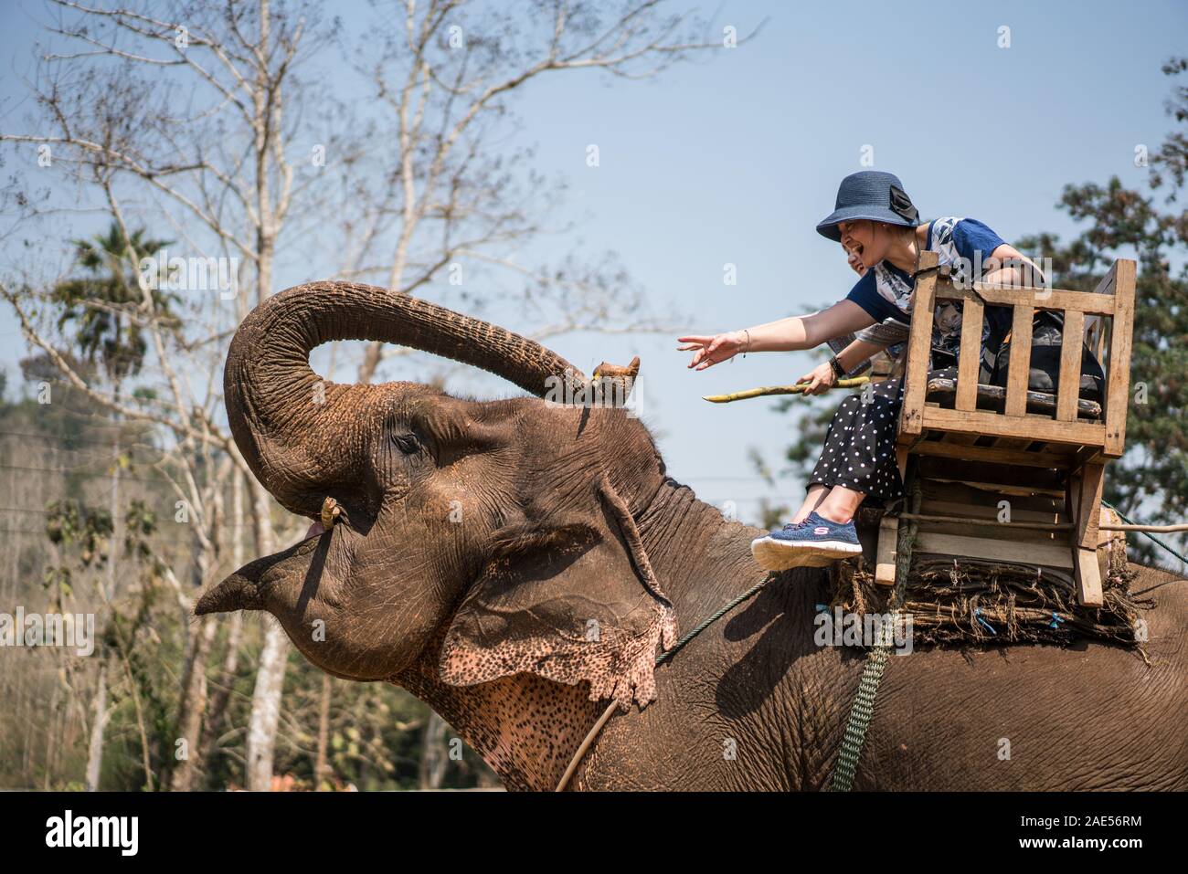 Tourists riding on elephants, Luang Prabang Elephants Camp, Luang